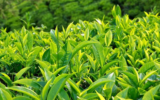 Tea exports will decrease both in volume and value in the first 4 months of 2020